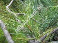 Pinus x schwerinii Fitsch. (Pinus strobus x Pinus wallichiana)