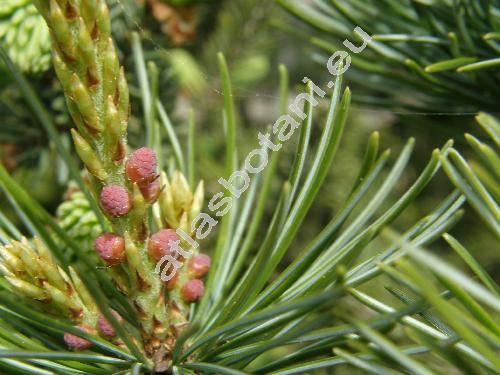 Pinus parviflora Sieb. et Zucc.