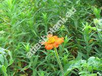 Tithonia rotundifolia (Mill.) Blake