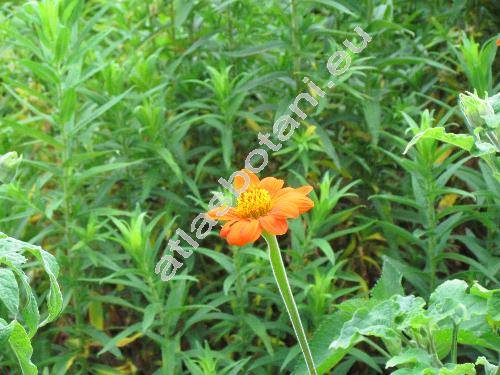 Tithonia rotundifolia (Mill.) Blake