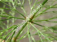 Equisetum sylvaticum L.