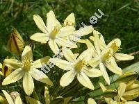 Tritelea 'Starlight' (Brodiaea)
