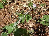 Oxalis articulata Sav.