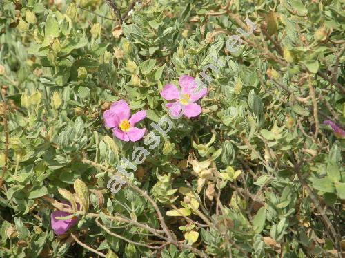 Cistus parviflorus Lam.