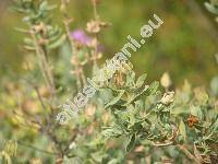 Cistus parviflorus Lam.