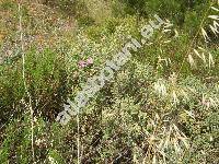 Cistus parviflorus Lam.