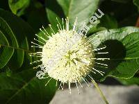 Cephalanthus occidentalis L. (Cephalanthus occidentalis var. angustifolius (Andr) Dipp.)