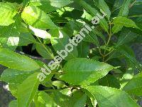Cephalanthus occidentalis L. (Cephalanthus occidentalis var. angustifolius (Andr) Dipp.)