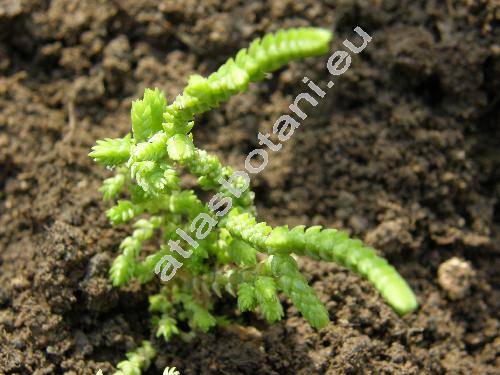 Crassula ericoides Haw. (Crassula furcata (Eckl. et Zeyh.) Endl.)