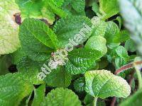 Pilea nummulariifolia (Sw.) Wedd. (Urtica nummulariifolia Sw.)