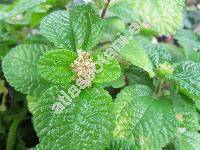 Pilea nummulariifolia (Sw.) Wedd. (Urtica nummulariifolia Sw.)