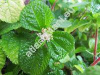 Pilea nummulariifolia (Sw.) Wedd. (Urtica nummulariifolia Sw.)