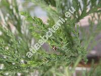 Sequoiadendron giganteum (Lindl.) Buch. (Sequoia gigantea Lindl. ex Gord.)