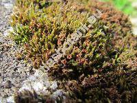 Schistidium apocarpum (Hedw.) Bruch et Schimp. (Grimmia apocarpa Hedw., Schistidium lancifolium Blom, Schistidium umbrosum (Zett.) Blom)