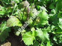 Brassica juncea (L.) Czern. 'Red Giant' (Sinapis juncea L., Raphanus junceus (L.) Crantz)