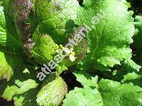 Brassica juncea (L.) Czern. 'Red Giant' (Sinapis juncea L., Raphanus junceus (L.) Crantz)