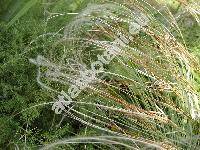 Stipa borysthenica Prokudin