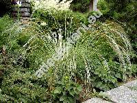 Stipa borysthenica Prokudin