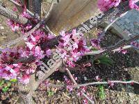 Cercis canadensis 'Forest Pansy'