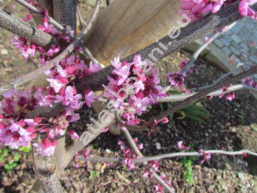 Cercis canadensis 'Forest Pansy'