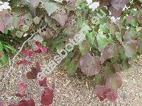 Cercis canadensis 'Forest Pansy'