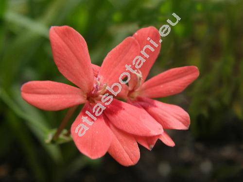 Freesia laxa Thunb. (Lapeirousia laxa (Thunb.) Br., Gladiolus laxus Thunb., Anomatheca laxa (Thunb.) Goldbl.)