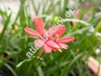 Freesia laxa Thunb. (Lapeirousia laxa (Thunb.) Br., Gladiolus laxus Thunb., Anomatheca laxa (Thunb.) Goldbl.)