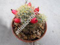 Mammillaria prolifera (Mill.) Haw.