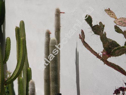 Espostoa lanata (Espostoa lanata (Kunth) Britt. et Rose, Oreocereus lanatus, Cereus lanatus, Pilocereus lanatus, Cleistocactus lanatus)