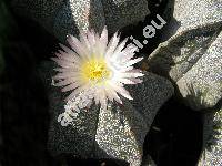 Astrophytum myriostigma subsp. potosinum (Astrophytum myriostigma Lem., Echinocactus myriostigma)