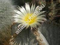 Astrophytum myriostigma subsp. potosinum (Astrophytum myriostigma Lem., Echinocactus myriostigma)