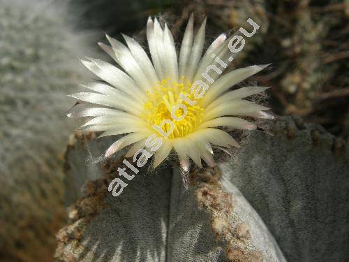 Astrophytum myriostigma subsp. potosinum (Astrophytum myriostigma Lem., Echinocactus myriostigma)