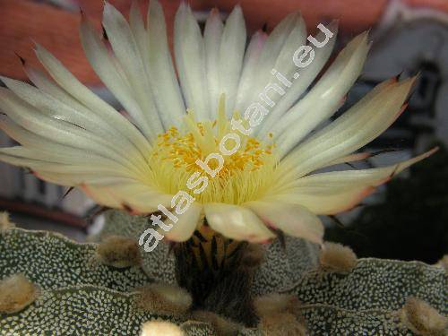 Astrophytum myriostigma subsp. potosinum (Astrophytum myriostigma Lem., Echinocactus myriostigma (Lem.) Salm-Dyck)