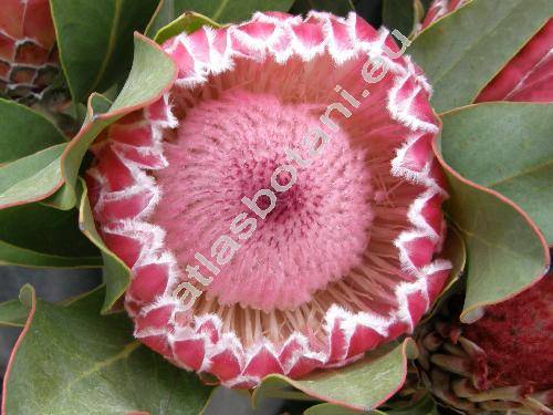 Protea 'King Ice'