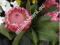 Protea 'King Ice'