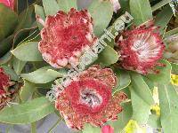 Protea 'Holiday Red' (Protea obtusifolia Buek ex Meisn.)