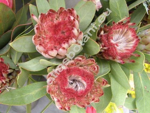 Protea 'Holiday Red' (Protea obtusifolia Buek ex Meisn.)
