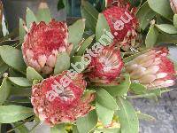 Protea 'Holiday Red' (Protea obtusifolia Buek ex Meisn.)