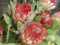 Protea 'Holiday Red' (Protea obtusifolia Buek ex Meisn.)