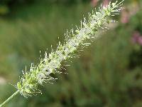 Setaria gussonei Ker. (Setaria verticillata x Setaria viridis,  Setaria decipiens Schip. x Setaria verticilliformis Dum.)