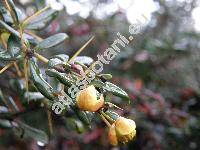 Berberis x media hort. (Berberis gagnepainii x Berberis verruculosa)