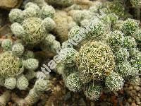 Mammillaria vetula subsp. gracilis (Mammillaria gracilis Pfeiff.)