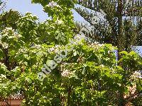 Catalpa ovata G. Don.