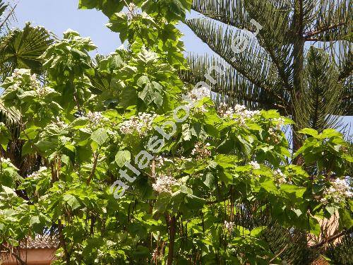 Catalpa ovata G. Don.