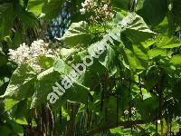 Catalpa ovata G. Don.