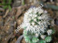 Mammillaria vetula subsp. gracilis 'Snow Cap' (Mammillaria vetula f. monstrosa)