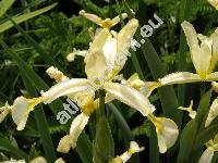 Iris spuria subsp. carthaliniae (Iris carthaliniae Fomin, Xyridion carthaliniae (Fomin) Rodion., Iris carthaliniae (Fomin) Math.)