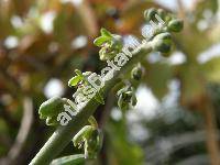 Ledebouria socialis 'Pauciflora' (Scilla violacea Hutch.)