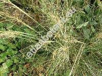 Stipa capillata L.