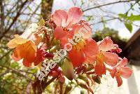 Kalanchoe daigremontiana Ham. et Perr. (Bryophyllum daigremontianum (Ham. et Perr.) Berg.)